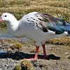 Andean Goose, Parinacota - Altiplano